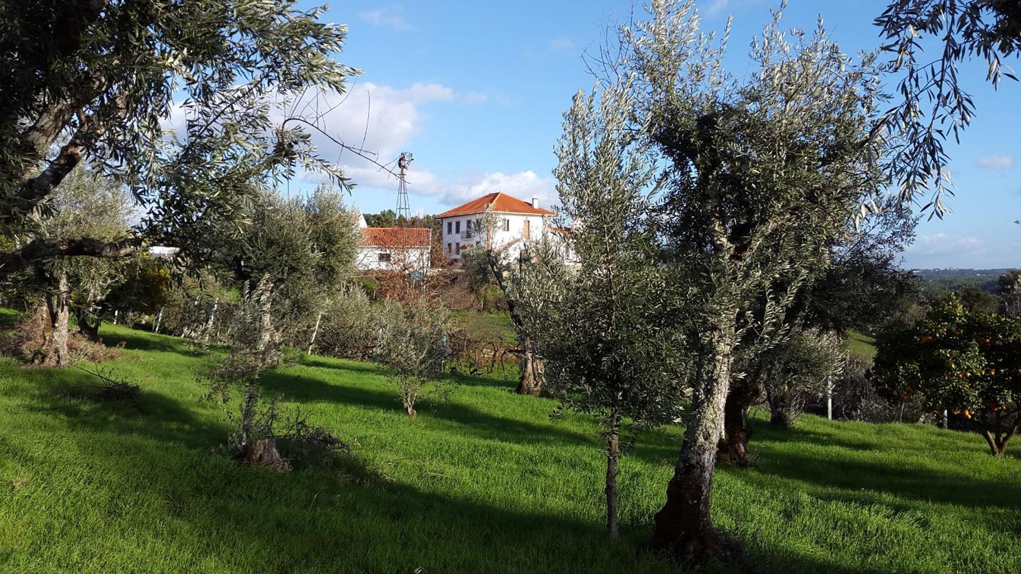 Bed and Breakfast Quinta Quatro Ventos Sertã Zewnętrze zdjęcie
